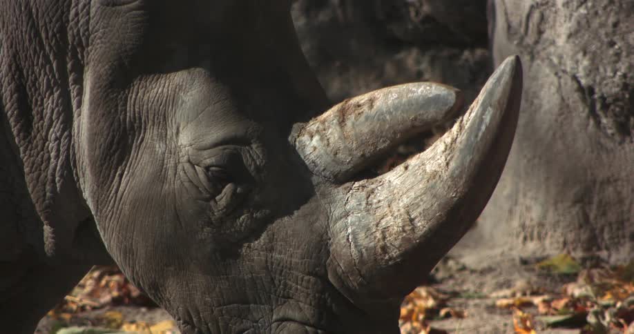 A rhino in the daytime