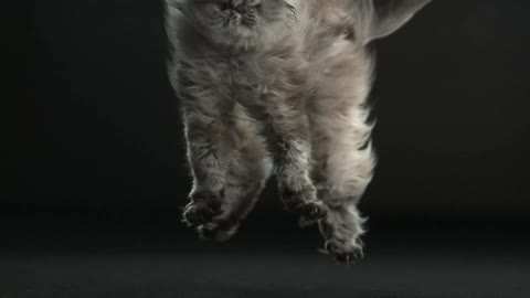A cat falls to the floor