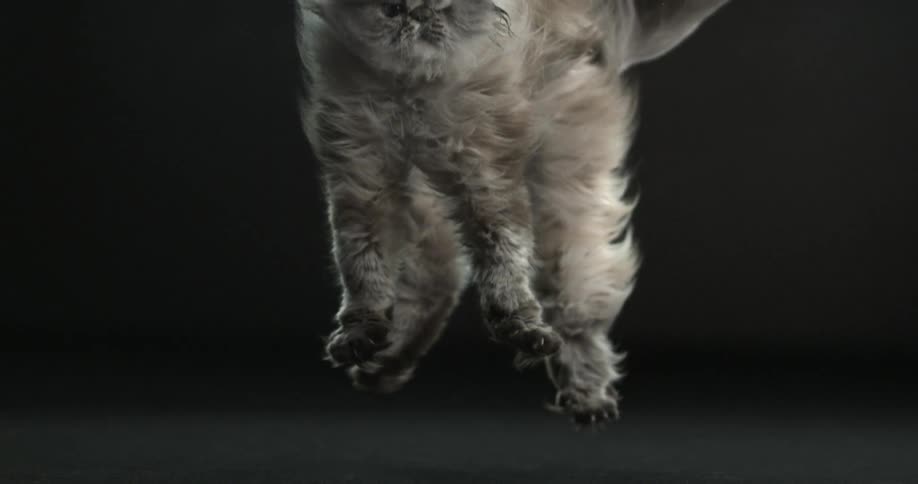 A cat falls to the floor