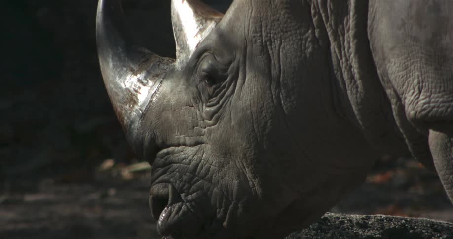 A mature rhino is chewing some grass
