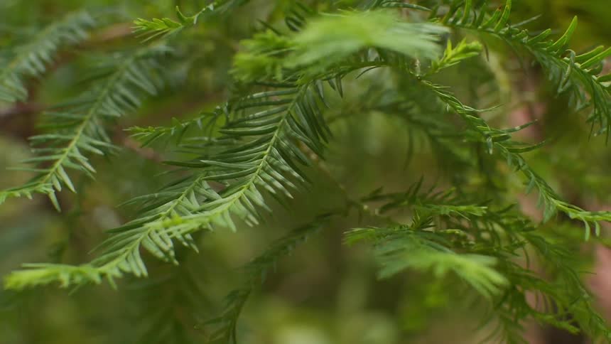 Small branches blow in the breeze