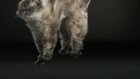 Large gray cat falling in a dark room