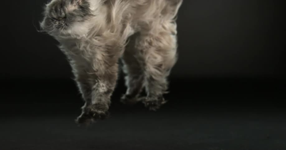 Large gray cat falling in a dark room