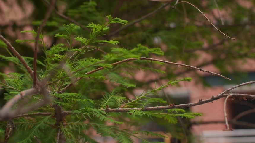 Tree branches billow in the wind