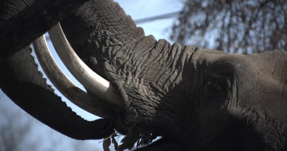 Close up of elephant eating leaves