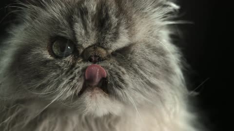 Cat sticks its tongue out