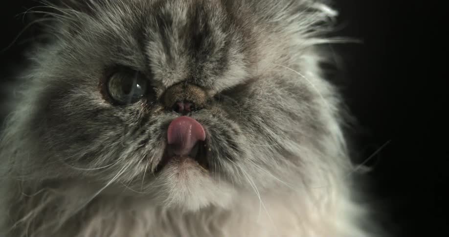 Cat sticks its tongue out