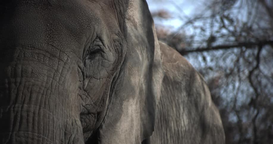 Close up of an elephant blinking and turning his head
