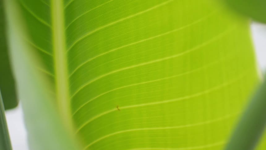 Close up of a green leaf