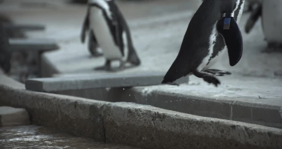 A penguin jumps from the water