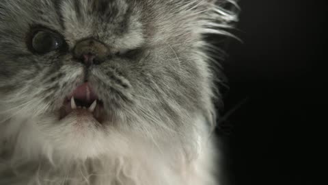 Furry cat licks its nose