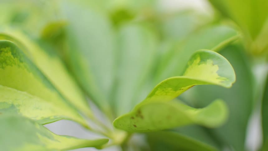 Leaves of a plant during the day