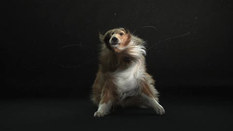 A dog is shaking its head back and forth