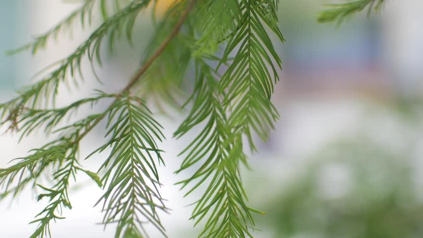A light breeze blows on a tree branch