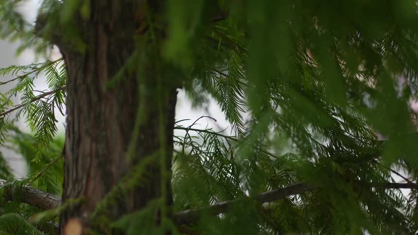 Pine trees leaves blow in the wind