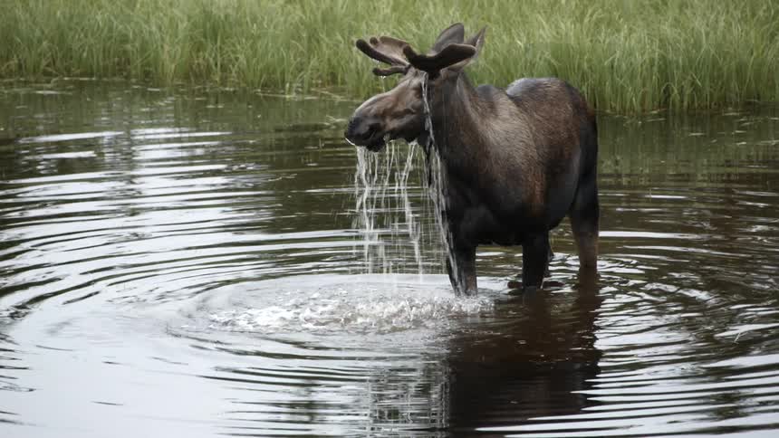 A moose scavenges in a body of water and chews on vegetation