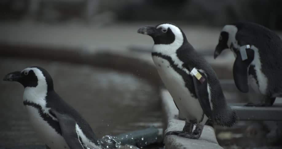 Two penguins standing by a pool edge while a third penguin jumps in the water