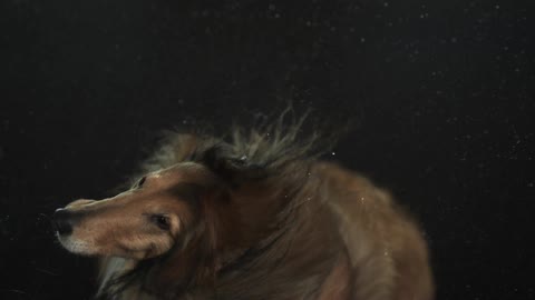 Collie shaking its head rapidly back and forth in slow motion