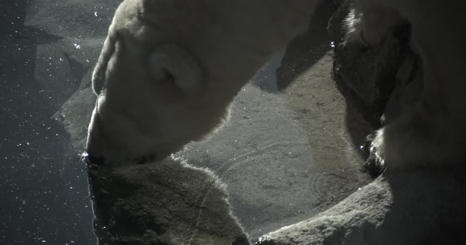 A slow-motion clip of a polar bear drinking water