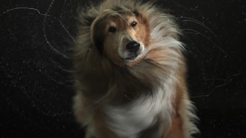 Large dog with long hair shakes his head back and forth in slow motion