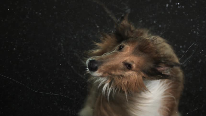 A dog shaking water off