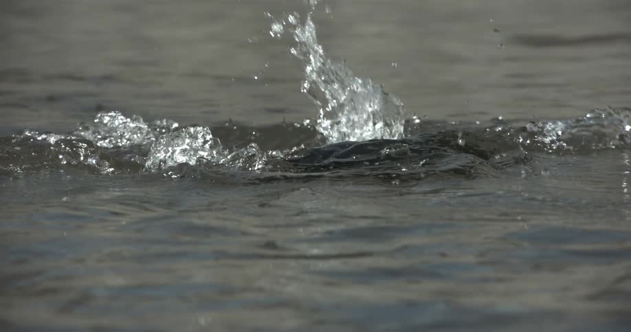 Penguins swim in the water