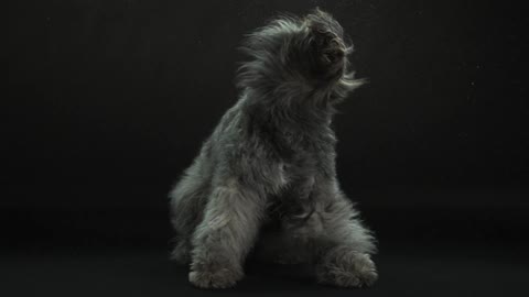 A long-haired dog shaking it's fur