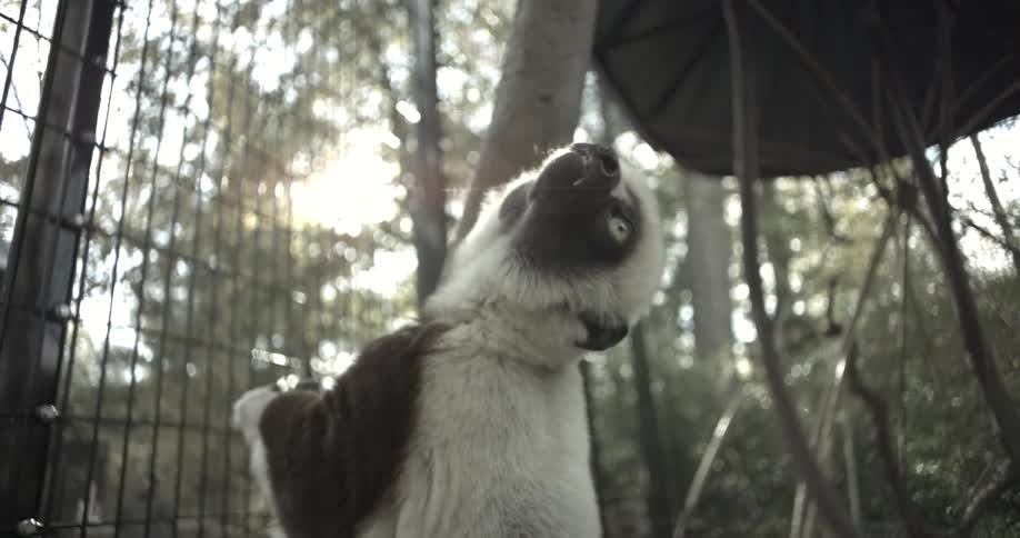 An animal in a zoo climbing a tree