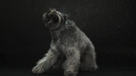 A dog shakes water off its coat in slow motion