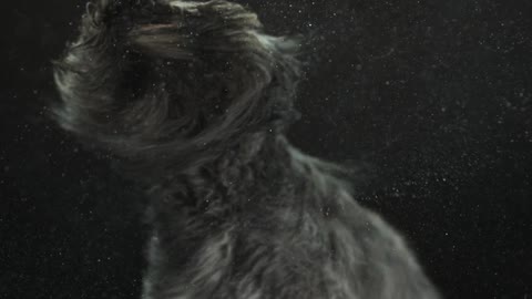 A wet, long-haired dog shaking water off