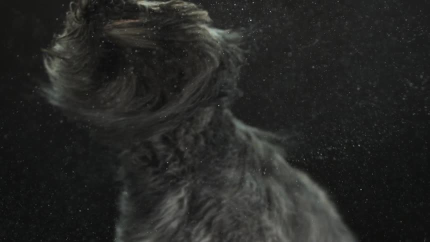 A wet, long-haired dog shaking water off
