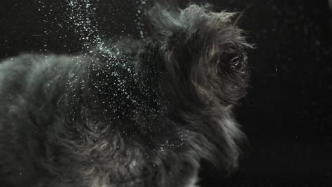 Hairy wet dog shakes water in slow motion