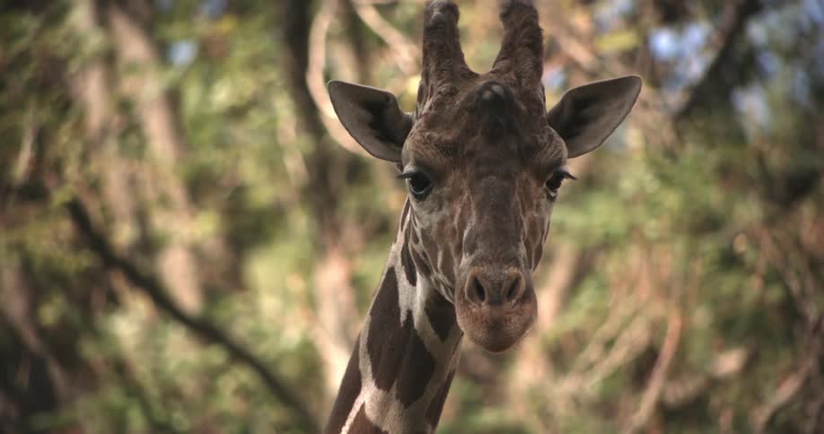 A giraffe standing among trees