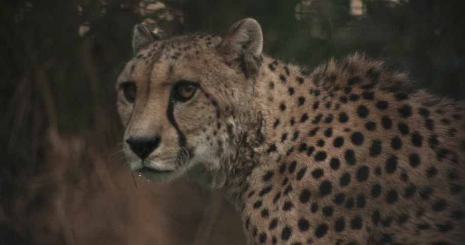 Slow motion shot of a cheetah walking along and turning towards the camera