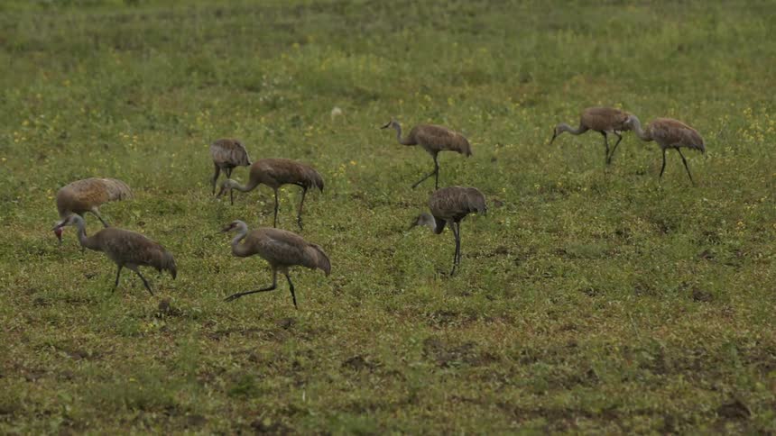 A flock of birds walks through a field