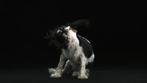 Small dog shaking its head back and forth in slow motion