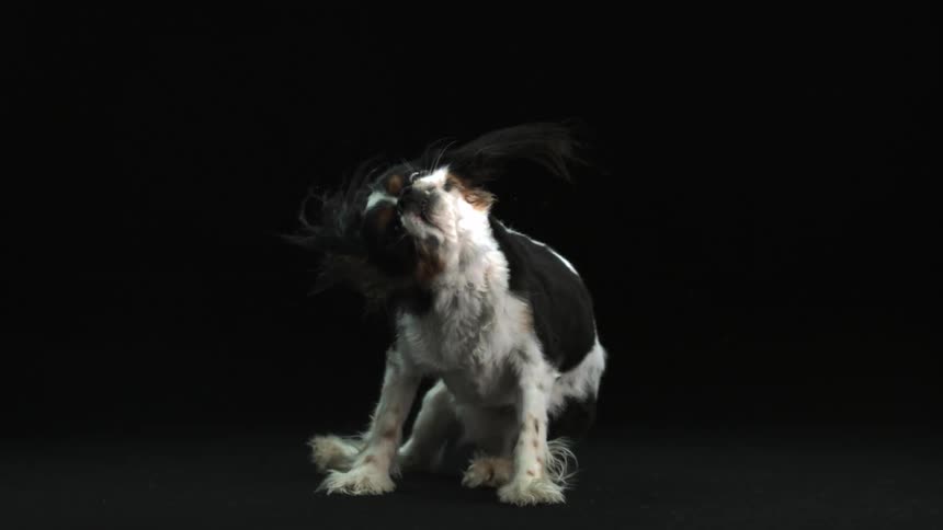 Small dog shaking its head back and forth in slow motion