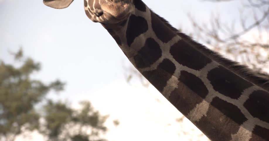 A giraffe looking down at the photographer