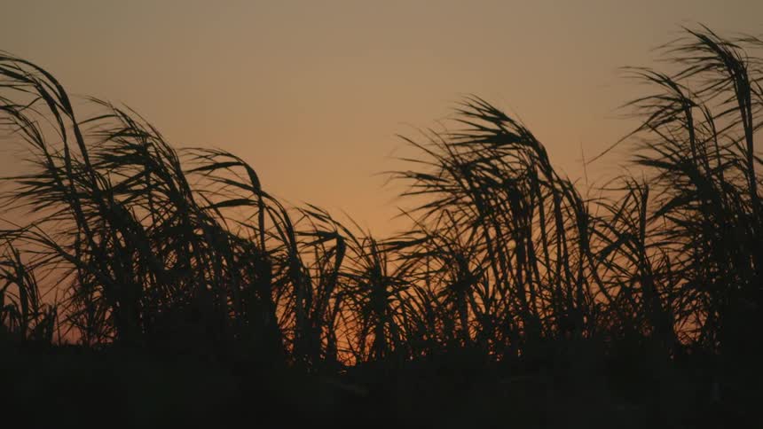 Sugar cane waving in the wind at sunset