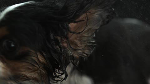 Dog shakes water off itself