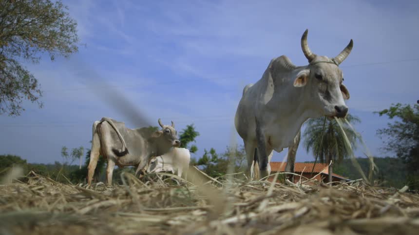 Cows eat grass in a field while a calf feeds from its mother