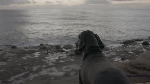 Short haired dog watches ocean from beach