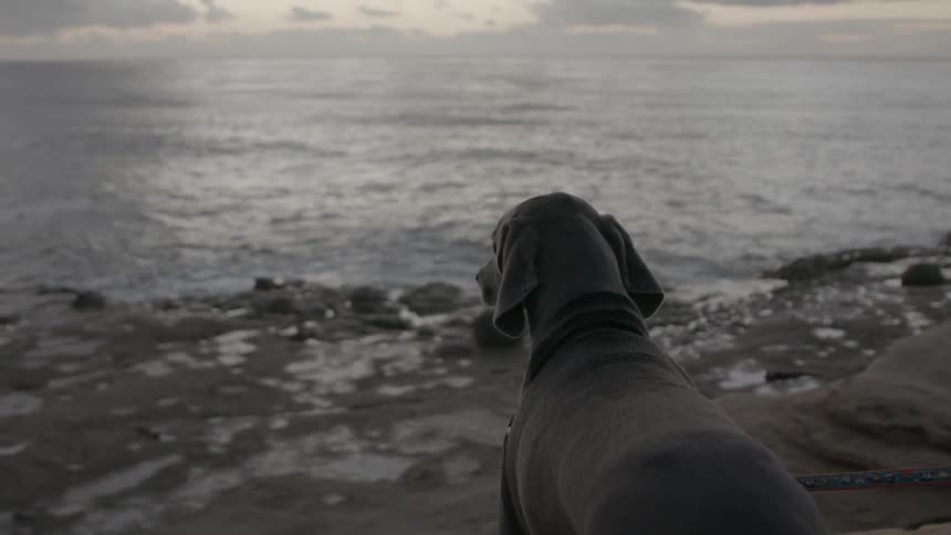 Short haired dog watches ocean from beach