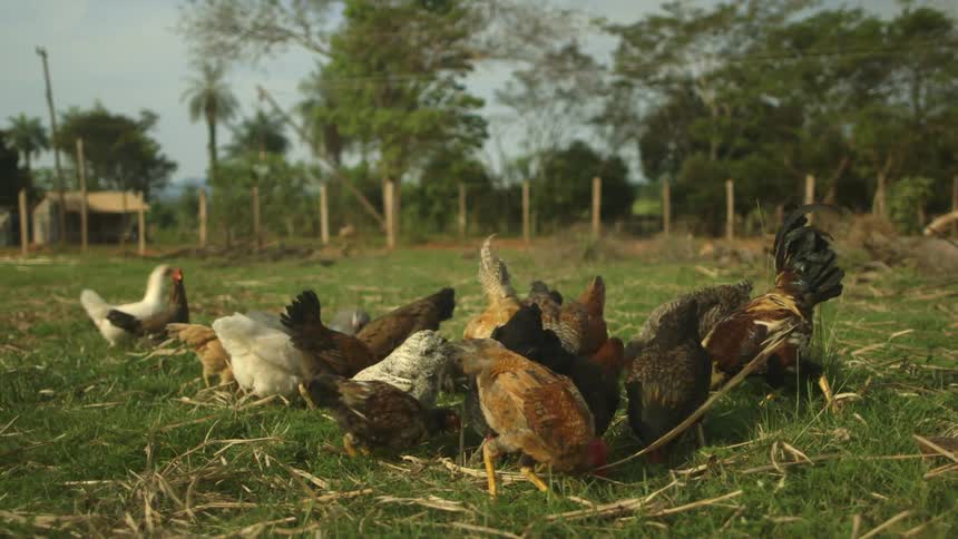 Chickens are fed on a farm
