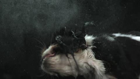 A dog shaking water off