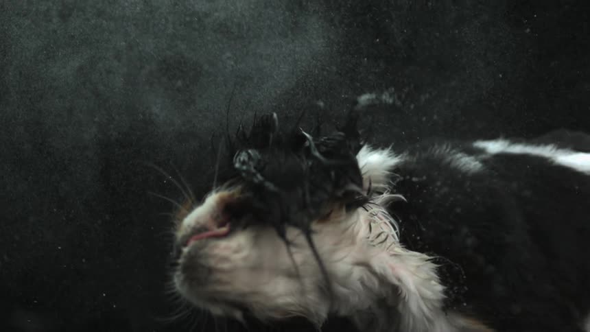 A dog shaking water off