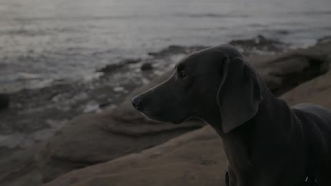 A dog stands on a rock overlooking a large body of water