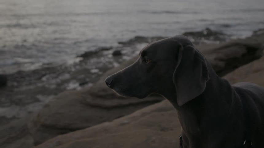 A dog stands on a rock overlooking a large body of water