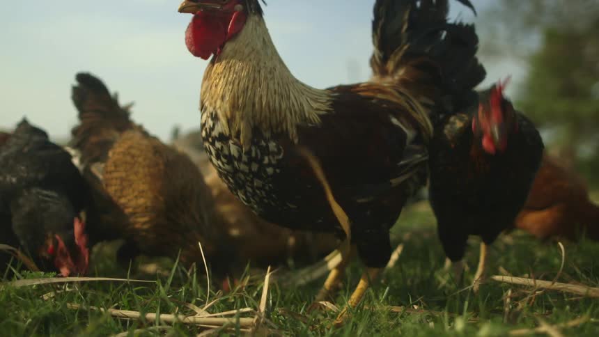 Roosters pecking in the grass for food