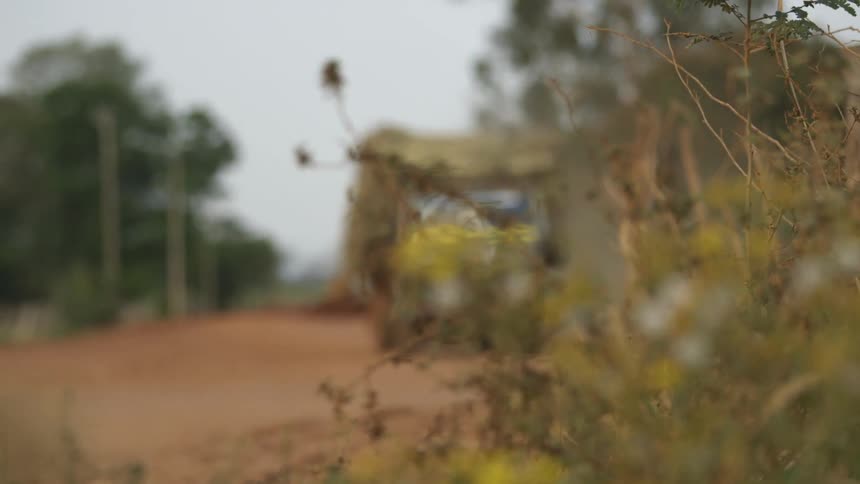Weeds blow in a slight breeze as a truck drives by